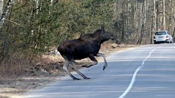 "Росгосстрах": в июне российские путешественники чаще всего попадают в аварии с животными "Росгосстрах": в июне российские путешественники чаще всего попадают в аварии с животными