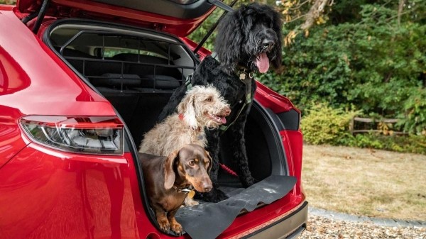 Компания Honda представила автомобильные аксессуары для собак Компания Honda представила автомобильные аксессуары для собак