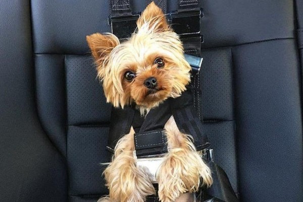 Компания Ford запатентовала систему безопасности для собак