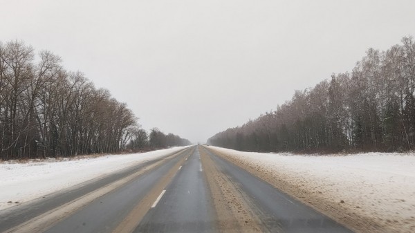 Стало известно, что делать водителю, если на дорогу выбежало животное