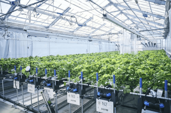 Зачем Toyota выращивает клубнику и помидоры на автомобильных заводах