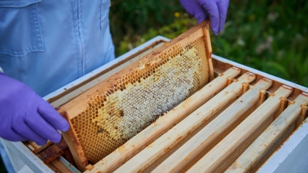 Если верить Bentley, то она создала самый сладкий мед в истории