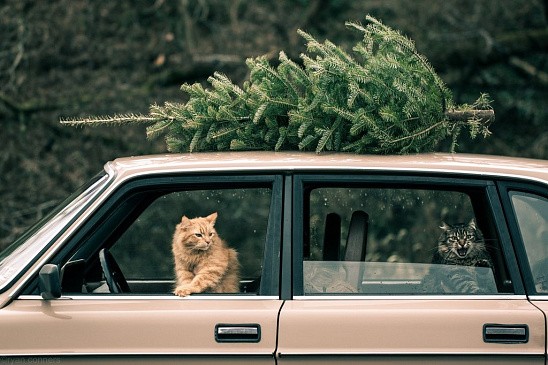 Инспектор ГИБДД сообщил, за какие дефекты в автомашине могут лишить водительских прав