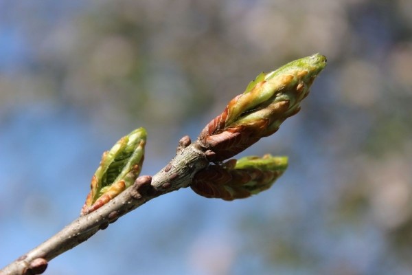 Эксперт Балашов: ацетон от тополиных почек на авто испортит ЛКП